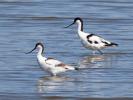 Avocette élégante Recurvirostra avosetta Linnaeus, 1758