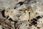  Prionotropis hystrix (Germar, 1817)