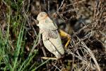  Prionotropis hystrix (Germar, 1817)