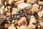  Prionotropis hystrix (Germar, 1817)