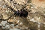  Ropalopus insubricus (Germar, 1824)