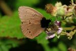 Tristan (Le) Aphantopus hyperantus (Linnaeus, 1758)