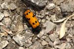  Mylabris connata (Rey, 1892)