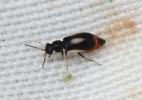  Colotes maculatus (Laporte de Castelnau, 1838)
