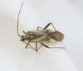  Adelphocoris lineolatus (Goeze, 1778)