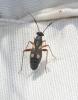  Globiceps flavomaculatus (Fabricius, 1794)