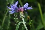Bleuet des montagnes Cyanus montanus (L.) Hill, 1768