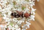  Chlorophorus trifasciatus (Fabricius, 1781)