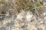 Ail maraîcher, Ail des endroits cultivés Allium oleraceum L., 1753