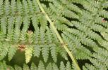 Fougère femelle, Polypode femelle Athyrium filix-femina (L.) Roth, 1799