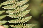 Fougère femelle, Polypode femelle Athyrium filix-femina (L.) Roth, 1799