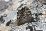 Agreste (L') Hipparchia semele (Linnaeus, 1758)