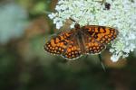 Mélitée du Mélampyre (La), Damier Athalie (Le) Melitaea athalia (Rottemburg, 1775)