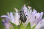  Capsodes gothicus (Linnaeus, 1758)