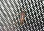  Trichoferus fasciculatus (Faldermann, 1837)