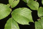 Orme glabre Ulmus glabra Huds., 1762