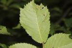 Orme glabre Ulmus glabra Huds., 1762