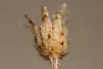 Centaurée maculée rhénane, Centaurée rhénane Centaurea stoebe L., 1753
