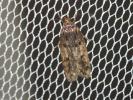  Hofmannophila pseudospretella (Stainton, 1849)