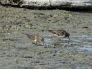 Bécasseau de Temminck Calidris temminckii (Leisler, 1812)