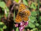Mélitée du Mélampyre (La), Damier Athalie (Le) Melitaea athalia (Rottemburg, 1775)