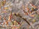 Sympétrum méridional (Le) Sympetrum meridionale (Selys, 1841)