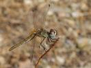 Sympétrum de Fonscolombe (Le) Sympetrum fonscolombii (Selys, 1840)