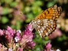 Mélitée du Mélampyre (La), Damier Athalie (Le) Melitaea athalia (Rottemburg, 1775)