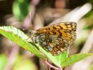 Mélitée du Mélampyre (La), Damier Athalie (Le) Melitaea athalia (Rottemburg, 1775)