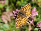 Mélitée du Mélampyre (La), Damier Athalie (Le) Melitaea athalia (Rottemburg, 1775)