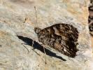 Agreste (L') Hipparchia semele (Linnaeus, 1758)