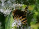  Halictus scabiosae (Rossi, 1790)