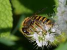  Halictus scabiosae (Rossi, 1790)