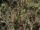 Buis commun, Buis sempervirent Buxus sempervirens L., 1753