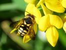  Anthidiellum strigatum (Panzer, 1805)