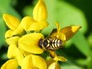  Anthidiellum strigatum (Panzer, 1805)