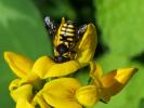  Anthidiellum strigatum (Panzer, 1805)