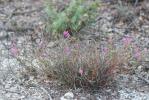 Sainfoin bas Hedysarum boveanum Bunge ex Basiner, 1846