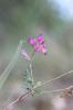Sainfoin bas Hedysarum boveanum Bunge ex Basiner, 1846