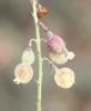 Sainfoin bas Hedysarum boveanum Bunge ex Basiner, 1846