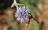  Delta unguiculatum (Villers, 1789)