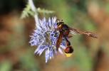  Delta unguiculatum (Villers, 1789)