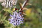  Delta unguiculatum (Villers, 1789)