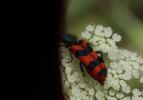 Clairon des ruches Trichodes alvearius (Fabricius, 1792)
