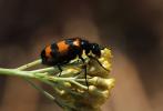 Mylabre variable Mylabris variabilis (Pallas, 1781)
