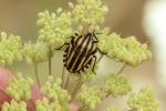 Punaise arlequin Graphosoma italicum (O.F. Müller, 1766)