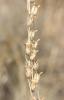 Ornithogale de Narbonne Loncomelos narbonense (L.) Raf., 1840