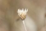 Xéranthème fétide Xeranthemum cylindraceum Sm., 1813