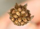 Xéranthème fétide Xeranthemum cylindraceum Sm., 1813