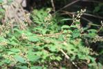 Deutzia Deutzia scabra Thunb., 1781